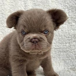 Bella - Blue female French Bulldog puppy in Miami, Oklahoma from Destiny Jones