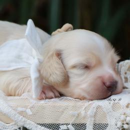 Woody - Cream male Dachshund puppy in Wakarusa, Indiana from PuppyLove Dachshunds