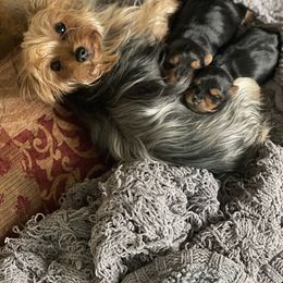 Yorkshire Terrier Puppies from Deserae's Yorkies
