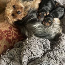 Yorkshire Terrier Puppies from Deserae's Yorkies