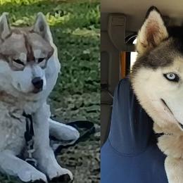 Siberian Husky puppies from Yuki Ookami Show Kennel