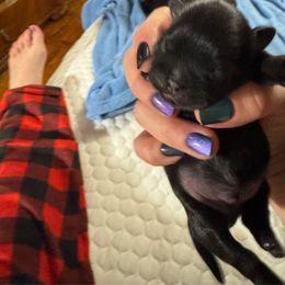 Girl 1 - Black female Shih Tzu puppy in Augusta, Maine from Zulas Shih Tzu of Maine