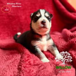 Willow - Black and white female Siberian Husky puppy in Sherwood, Oregon from Whiskey River Siberians