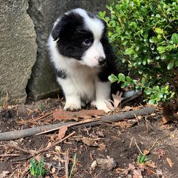 Border Collie Puppies from Beloved Border Collies