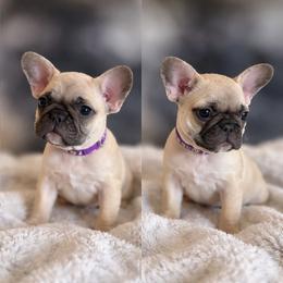 French Bulldog Puppies from White Hippo Frenchies