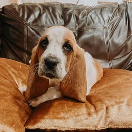 Basset Hound Puppies from Blessed Bassets