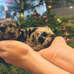 Girl 6 - Blue merle female Aussiedoodle puppy in Yacolt, Washington from Aussiedoodles by Maggie