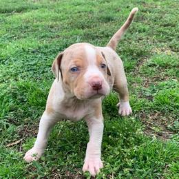 Male 2 - Red merle male Catahoula Leopard Dog puppy in Gadsden, Alabama from Rich Cat’s