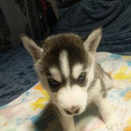 Siberian Husky Puppies from Tranton Kennels