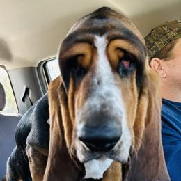 Beethoven - Basset Hound