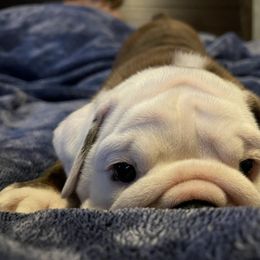 Bulldog Puppies from Southeastern Squishabulls