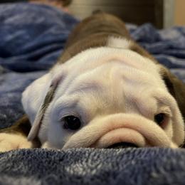 Bulldog Puppies from Southeastern Squishabulls