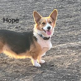 Hope - Pembroke Welsh Corgi