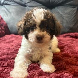 Chips ahoy - Parti male Poodle puppy in San Antonio, Texas from Sweet as dessert puppies