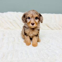 Mulled Cider 'Mulder' - Merle male Goldendoodle puppy in Springfield, Ohio from Dawson & Daryn's Royal Companions