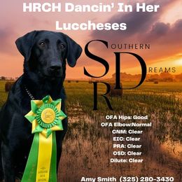 Kacee - Labrador Retriever