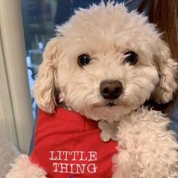 Mabel - Poodle