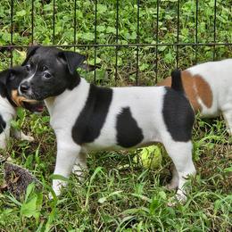 Wendigo - White and black female Rat Terrier puppy in Lynn, Alabama from Cryptic Rat Terriers