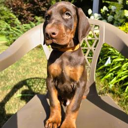 Ms. Pearl - Red and rust female Doberman Pinscher puppy in Chagrin Falls, Ohio from Schloss Velburg Dobermanns