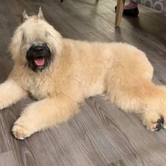 Bouvier des Flandres from Normandy Bouviers