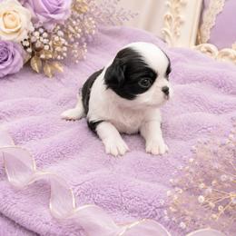Black Girl (orange) - Black and white female Japanese Chin puppy in Tulsa, Oklahoma from Locust Creek Pugs & Japanese Chin's