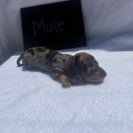 Boy 2 - Dapple male Dachshund puppy in Stilwell, Oklahoma from Johnson Dachshund’s