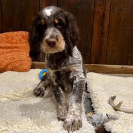 BB2 - Tri-Roan male English Springer Spaniel puppy in Britton, South Dakota from K&S Canines