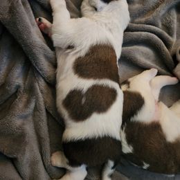 Saint Bernard Puppies from Amber's Saint Bernards