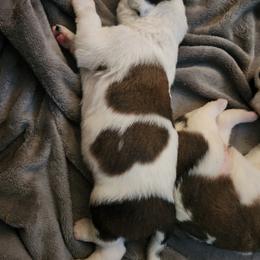 Saint Bernard Puppies from Amber's Saint Bernards
