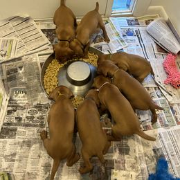 Vizsla Puppies from Foxfire Vizslas