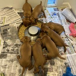 Vizsla Puppies from Foxfire Vizslas