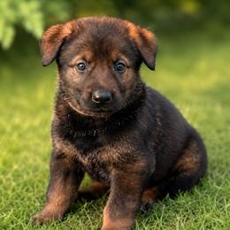 Yellow Collar - Sable female German Shepherd puppy in Casscoe, Arkansas from Crown H Shepherds