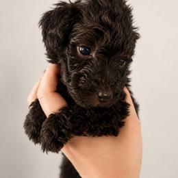 Brioche - Brown female Poodle puppy in Grovetown, Georgia from PND Kennel