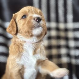 Rose - Red  female Goldendoodle puppy in Morriston, Florida from Florida's Joyful Goldendoodles