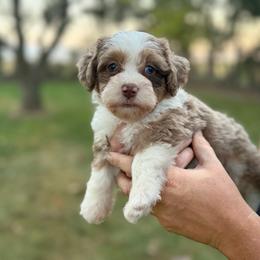 Mayze - Merle female Bernedoodle puppy in Warrensburg, Missouri from Dreamer Ridge Puppies