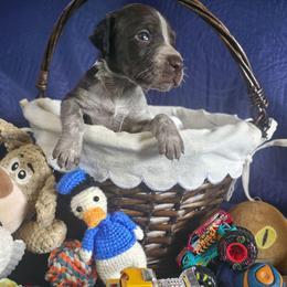 Goose BoY 1 - Black roan male German Shorthaired Pointer puppy in Banning, California from ⭐🦆 So Cal on Point GSP'S🇺🇲🇩🇪 lg