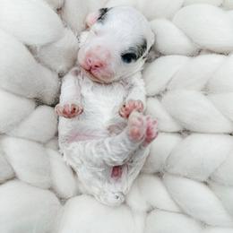 Girl 1 - Merle female Cockapoo puppy in Otisville, Michigan from Danie’s Darling Doodles LLC