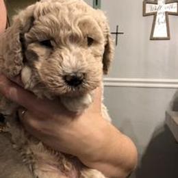 Goldendoodles from Dogwood Doodles of WNY