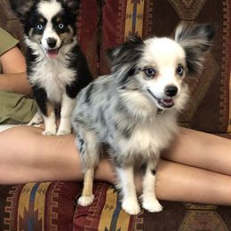 Toy Australian Shepherd All Grown Up from The Ranch of the Sun Toy Aussies
