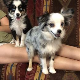 Toy Australian Shepherd All Grown Up from The Ranch of the Sun Toy Aussies
