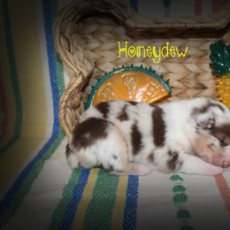 Girl 1 - Australian Shepherd puppy from C'est Bon Aussies Australian Shepherds