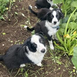 English Shepherd Puppies from Organic Heritage English Shepherds