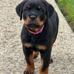Pink Collar - Black and mahogany female Rottweiler puppy in Washington, Pennsylvania from McWreath Rottweilers