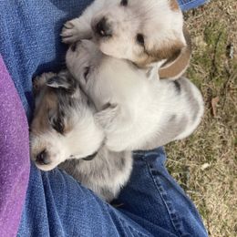 Australian Cattle Dog and Companion Cross Puppies from MX Kennel - Central MO