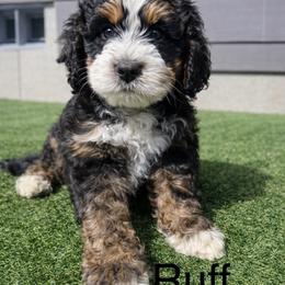 Ruff - Tri-color male Bernedoodle puppy in Sandy, Oregon from MC Doodles