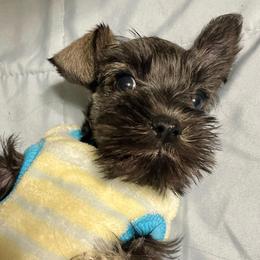 Tiptoe - Salt and pepper female Miniature Schnauzer puppy in Interlachen, Florida from Pam's Schnauzers