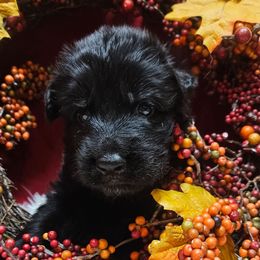 Mr Black - Black male German Shepherd puppy in Newaygo, Michigan from Sterley Shepherds