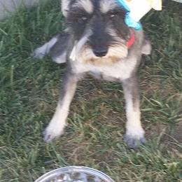 Rascal - Miniature Schnauzer