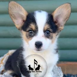 Jasmine - Black and tan female Pembroke Welsh Corgi puppy in Casper, Wyoming from Flying Note Shorties