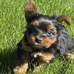 This little pocket puppy will be a delight to his new family. He will remain very small and by the time he gets to be eight to ten weeks old, his ears will stand up all the way. - Black and tan male Yorkshire Terrier puppy in Walla Walla, Washington from Linda Sherman